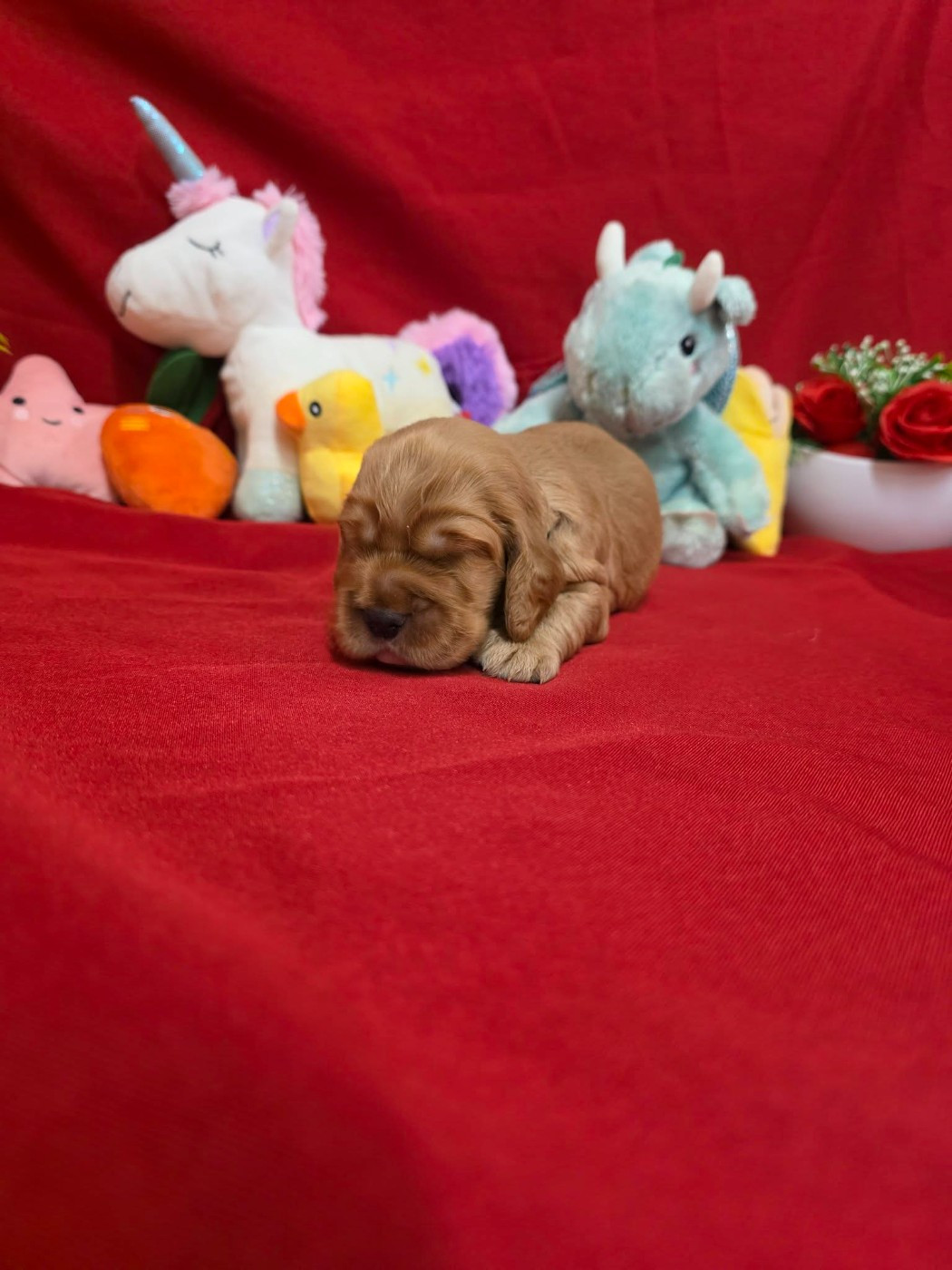 du domaine de Std Gladyce - Chiots disponibles - Cocker Spaniel Anglais