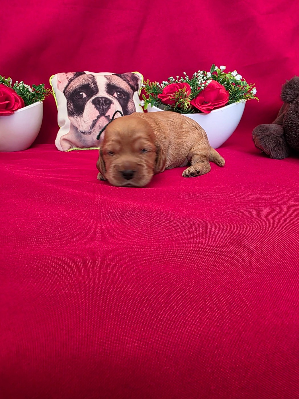 du domaine de Std Gladyce - Chiots disponibles - Cocker Spaniel Anglais