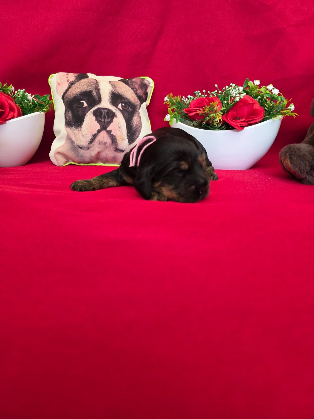du domaine de Std Gladyce - Chiots disponibles - Cocker Spaniel Anglais