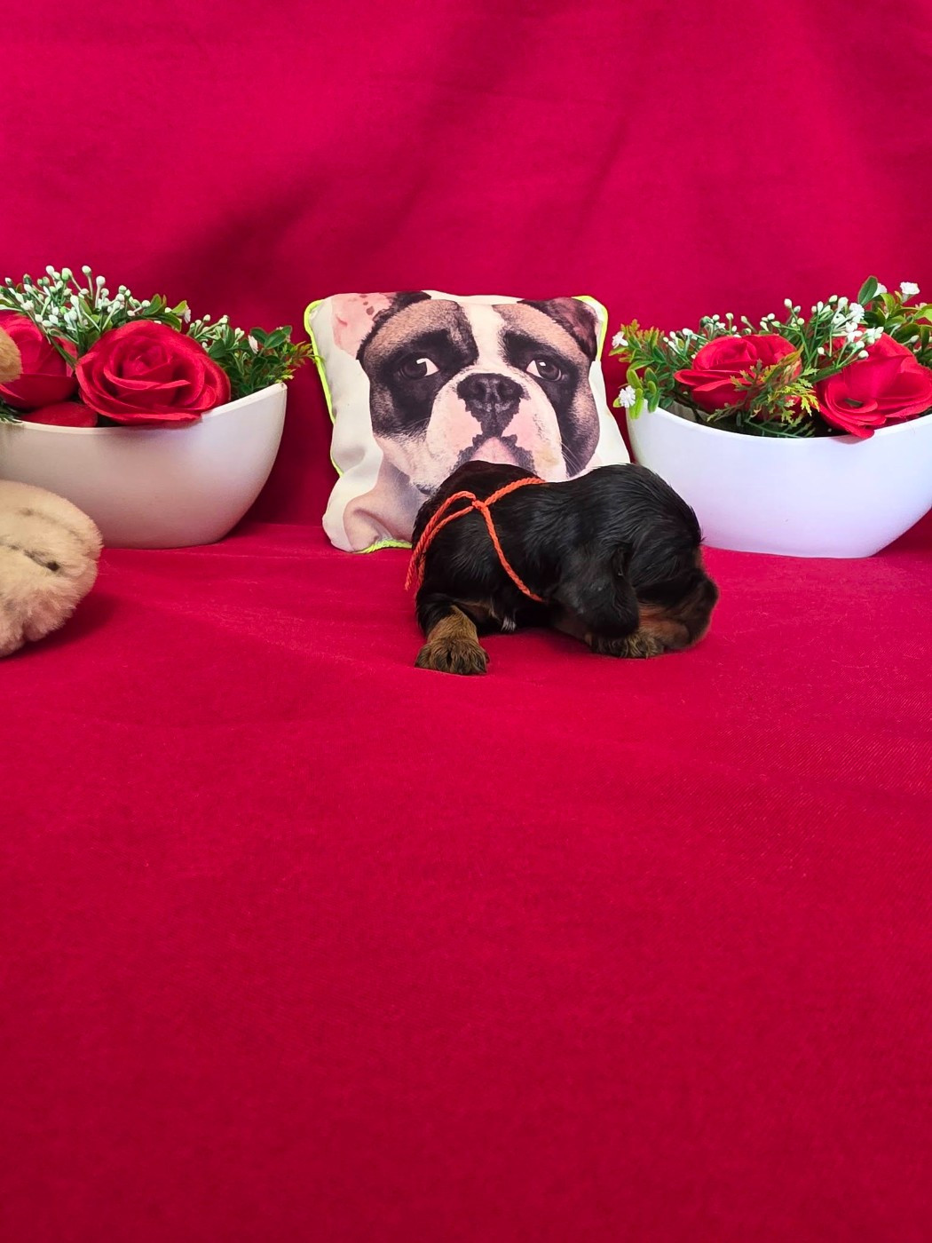 du domaine de Std Gladyce - Chiots disponibles - Cocker Spaniel Anglais