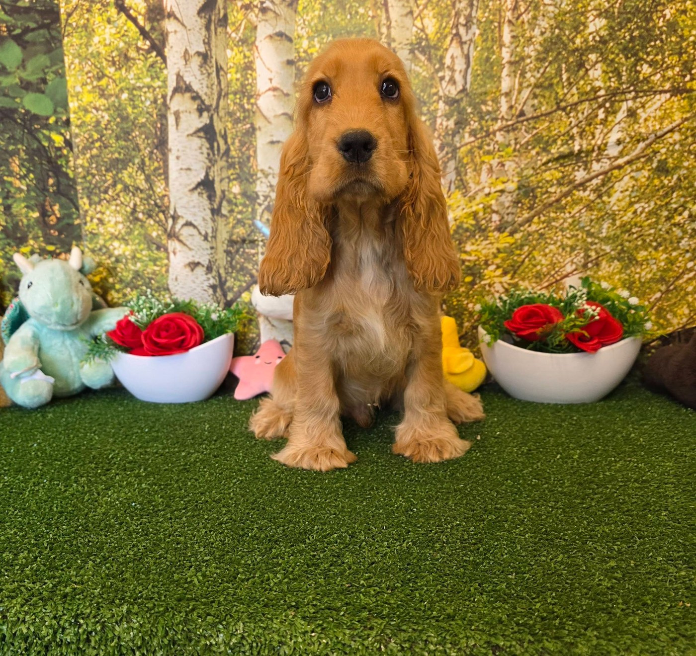 du domaine de Std Gladyce - Chiots disponibles - Cocker Spaniel Anglais
