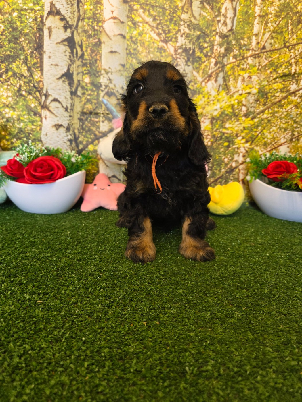 du domaine de Std Gladyce - Chiots disponibles - Cocker Spaniel Anglais