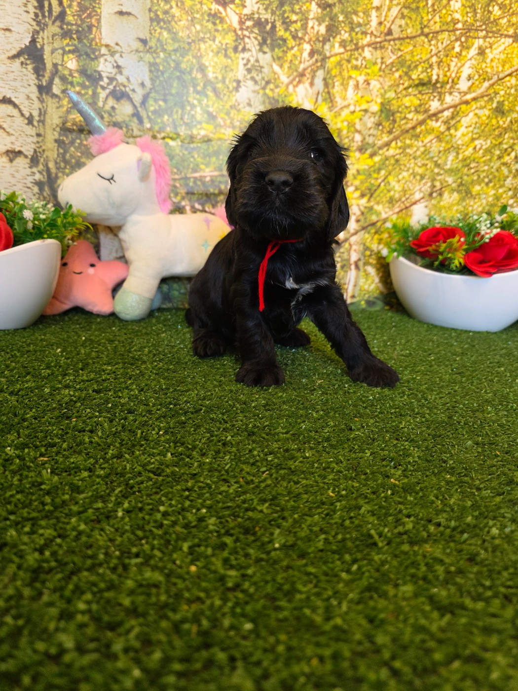 du domaine de Std Gladyce - Chiots disponibles - Cocker Spaniel Anglais