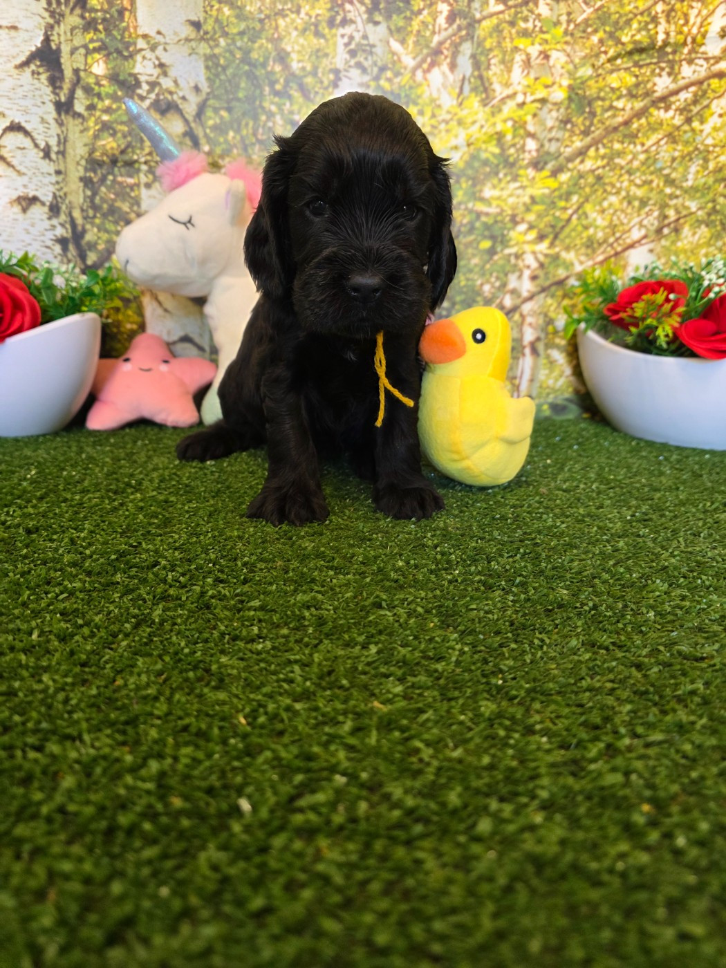 du domaine de Std Gladyce - Chiots disponibles - Cocker Spaniel Anglais