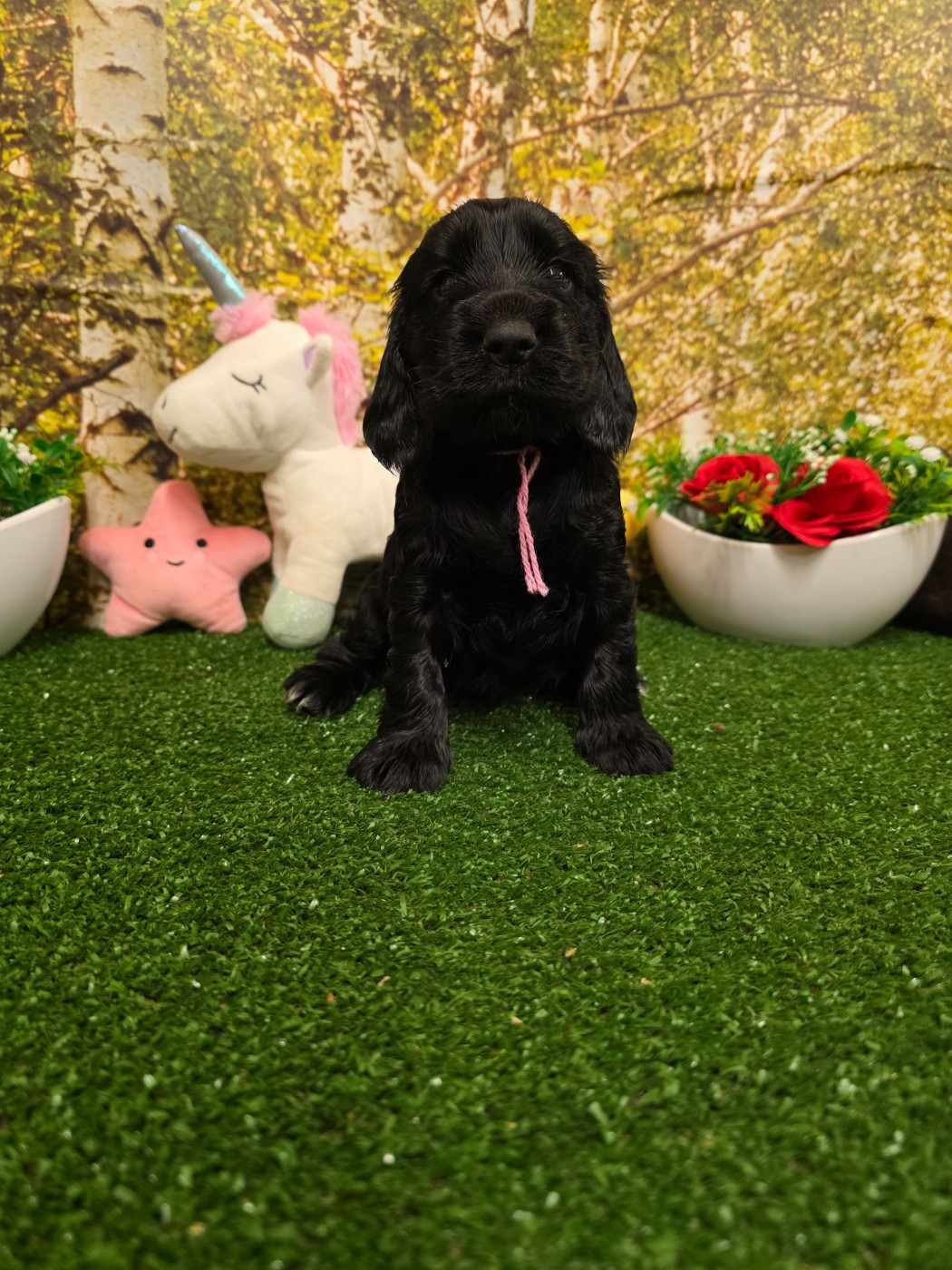 du domaine de Std Gladyce - Chiots disponibles - Cocker Spaniel Anglais