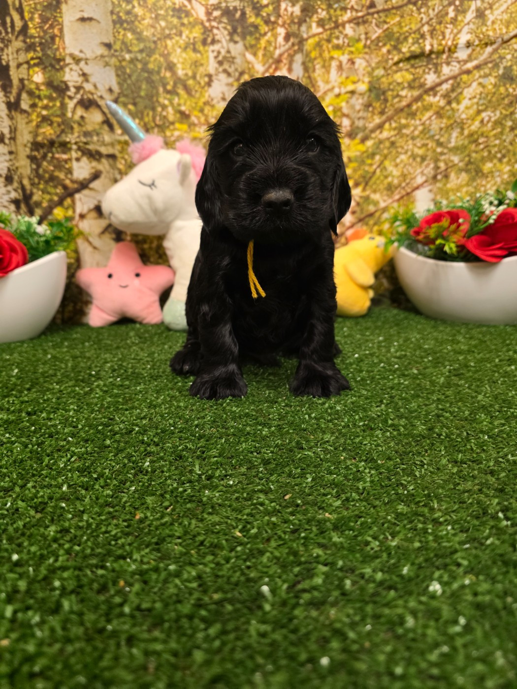 du domaine de Std Gladyce - Chiots disponibles - Cocker Spaniel Anglais