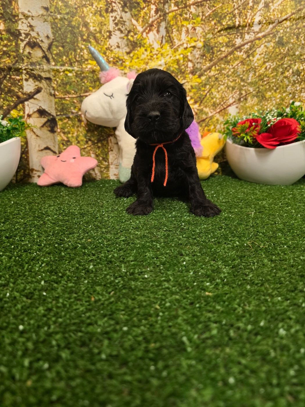 du domaine de Std Gladyce - Chiots disponibles - Cocker Spaniel Anglais