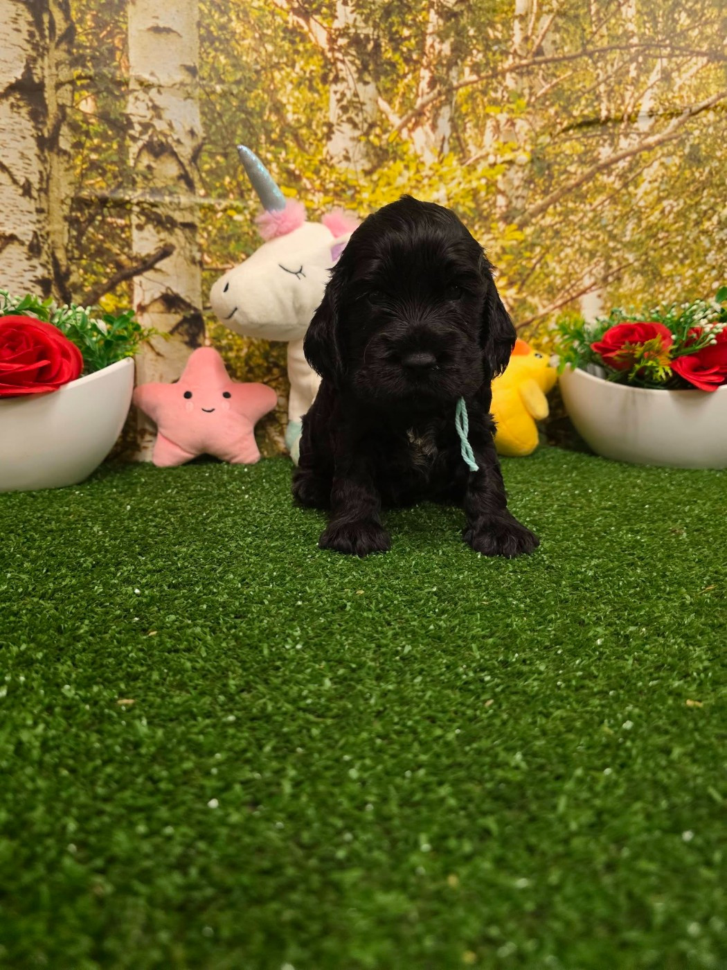 du domaine de Std Gladyce - Chiots disponibles - Cocker Spaniel Anglais