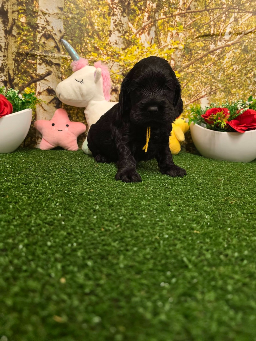 du domaine de Std Gladyce - Chiots disponibles - Cocker Spaniel Anglais
