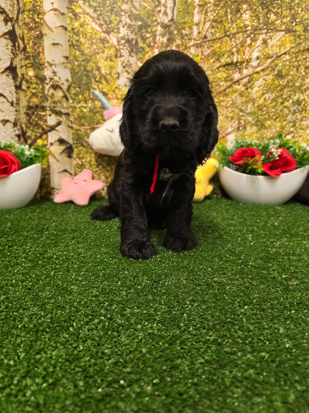 du domaine de Std Gladyce - Chiots disponibles - Cocker Spaniel Anglais