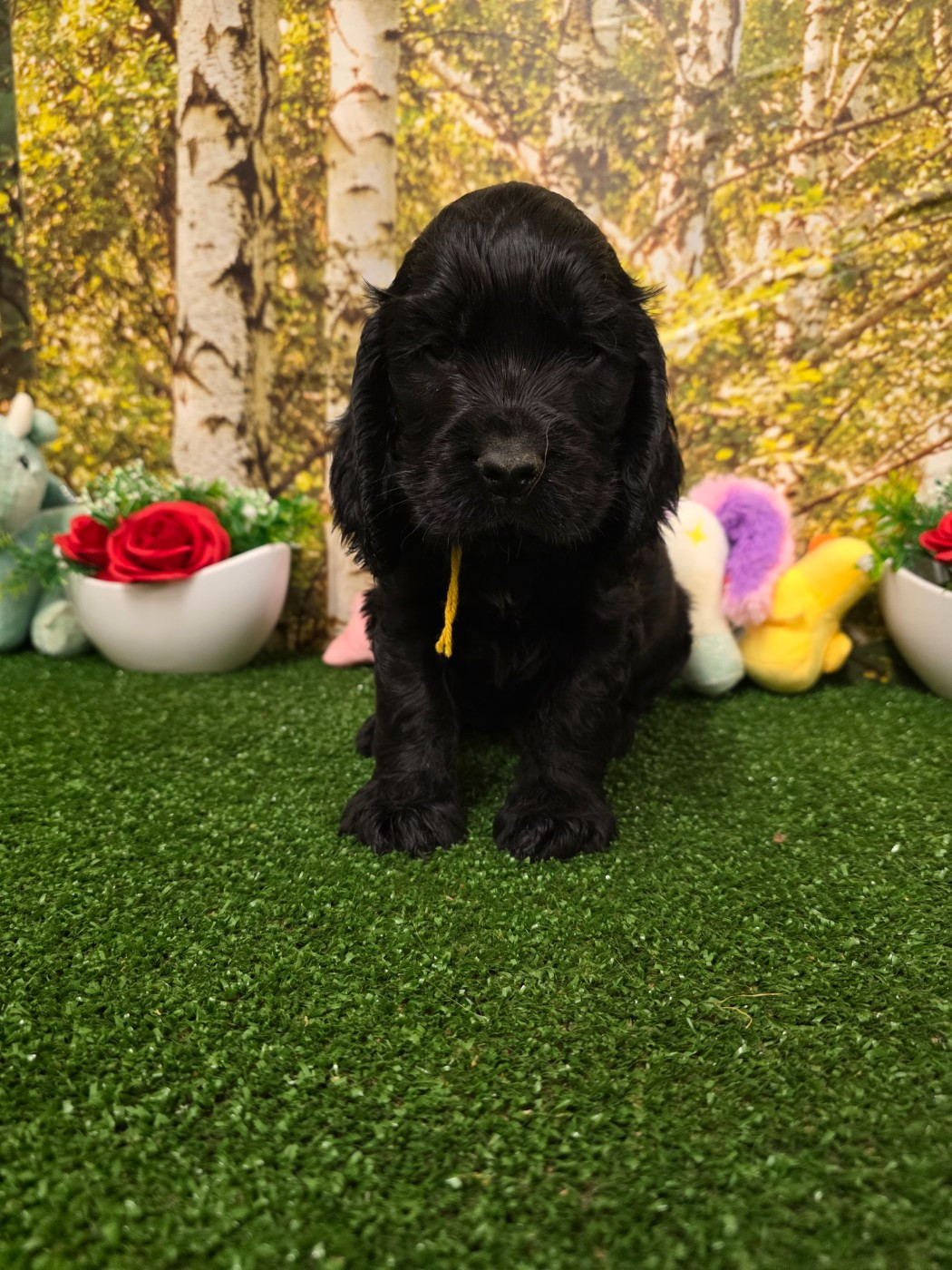 du domaine de Std Gladyce - Chiots disponibles - Cocker Spaniel Anglais