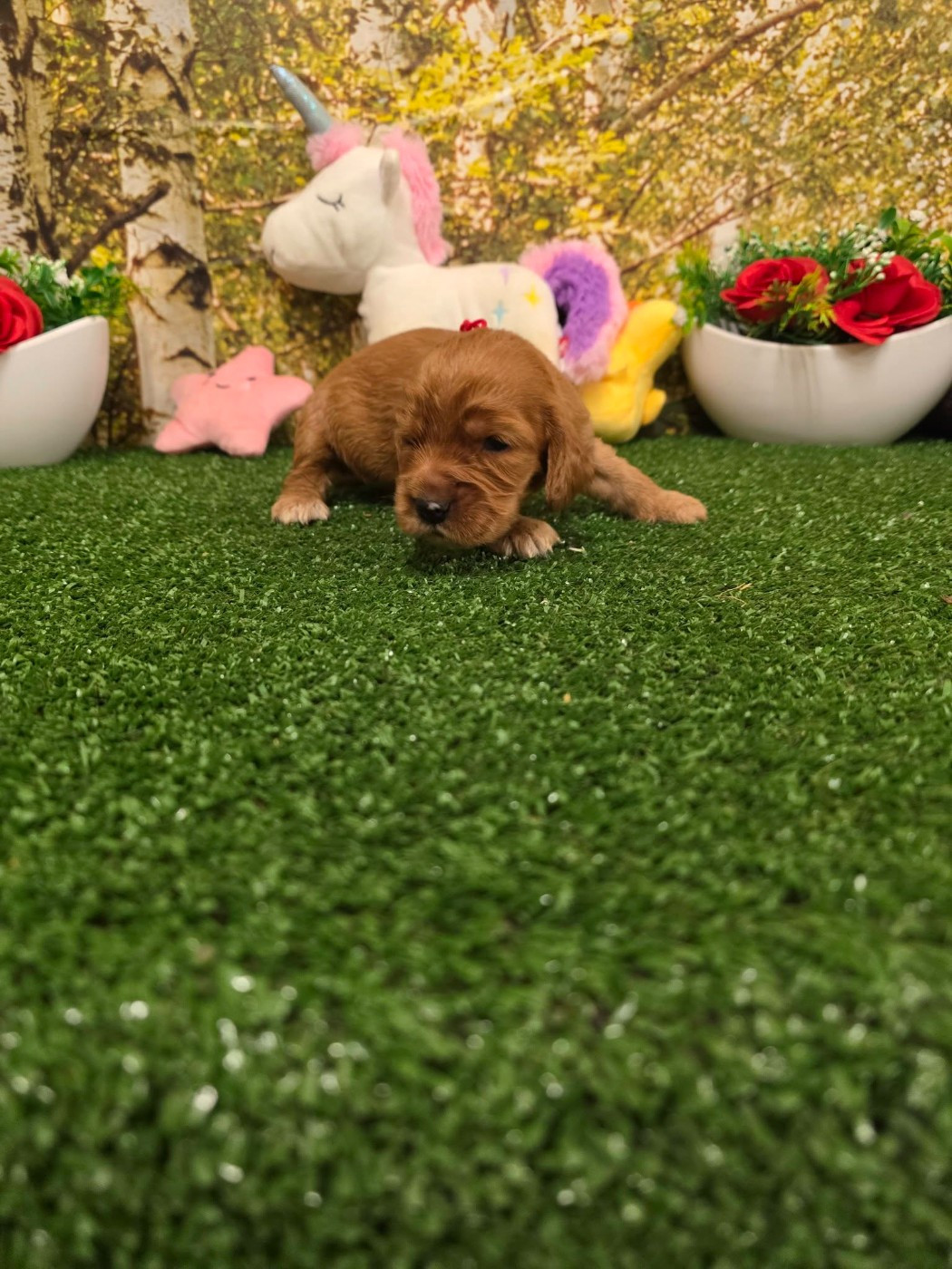 du domaine de Std Gladyce - Chiots disponibles - Cocker Spaniel Anglais
