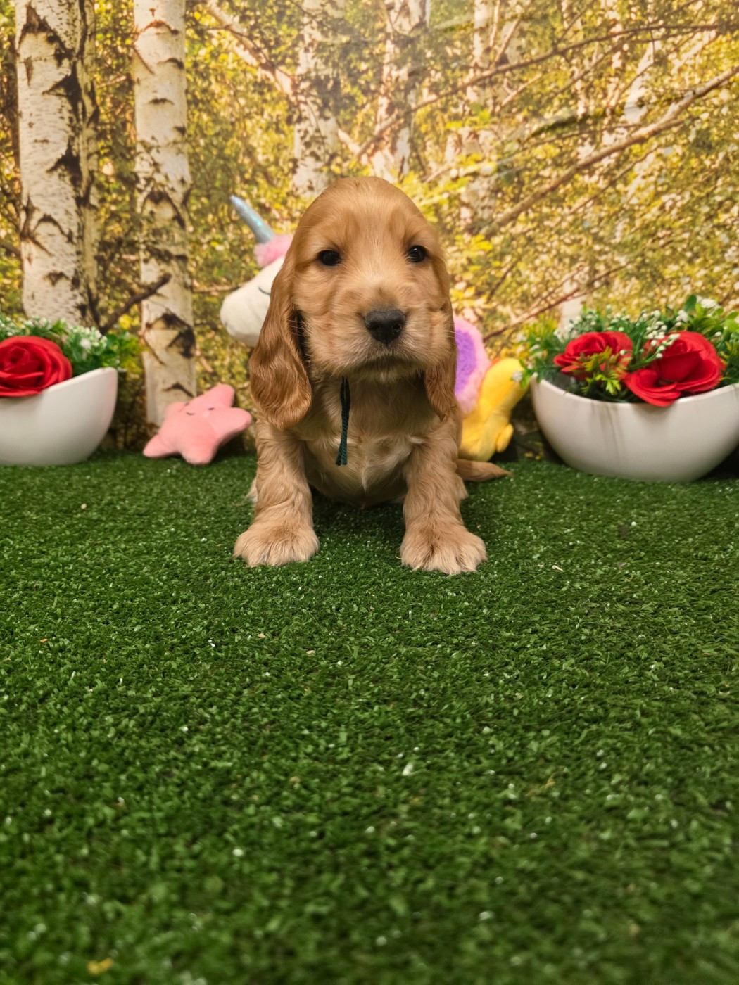 du domaine de Std Gladyce - Chiots disponibles - Cocker Spaniel Anglais