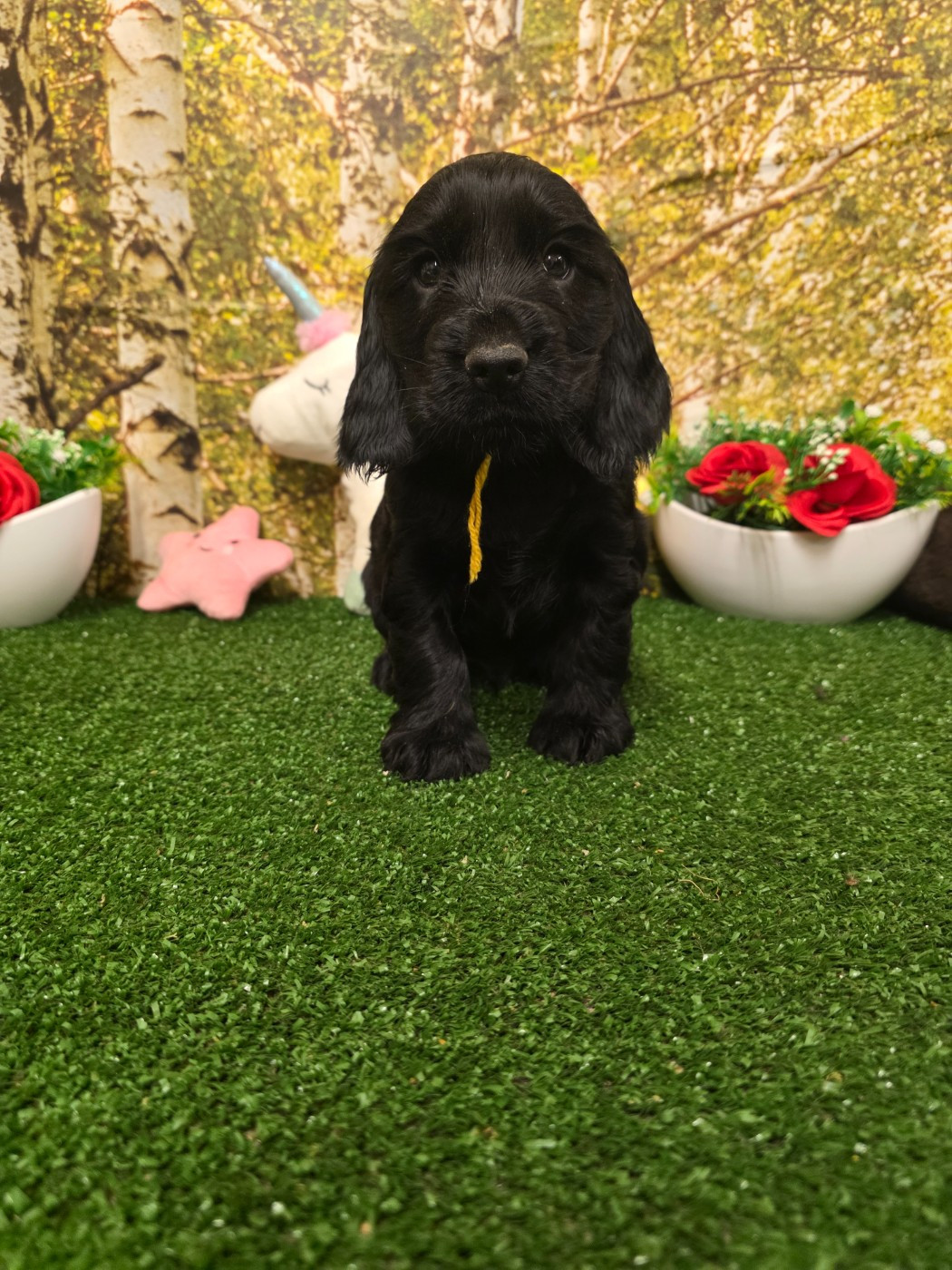 du domaine de Std Gladyce - Chiots disponibles - Cocker Spaniel Anglais