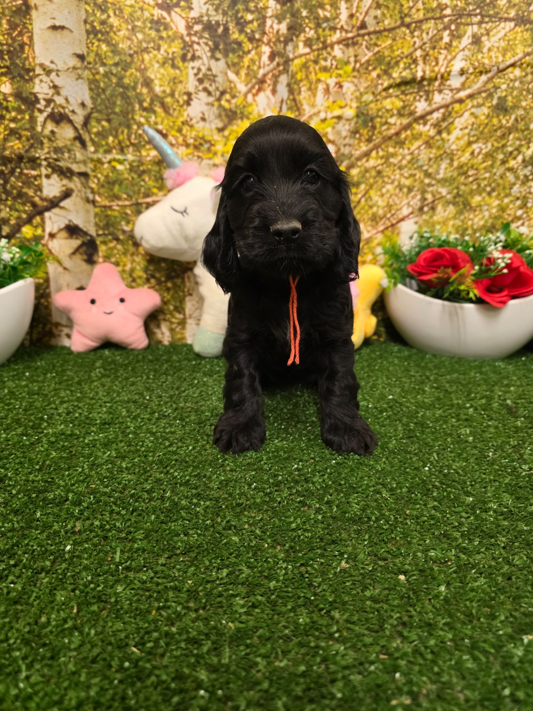 du domaine de Std Gladyce - Chiots disponibles - Cocker Spaniel Anglais
