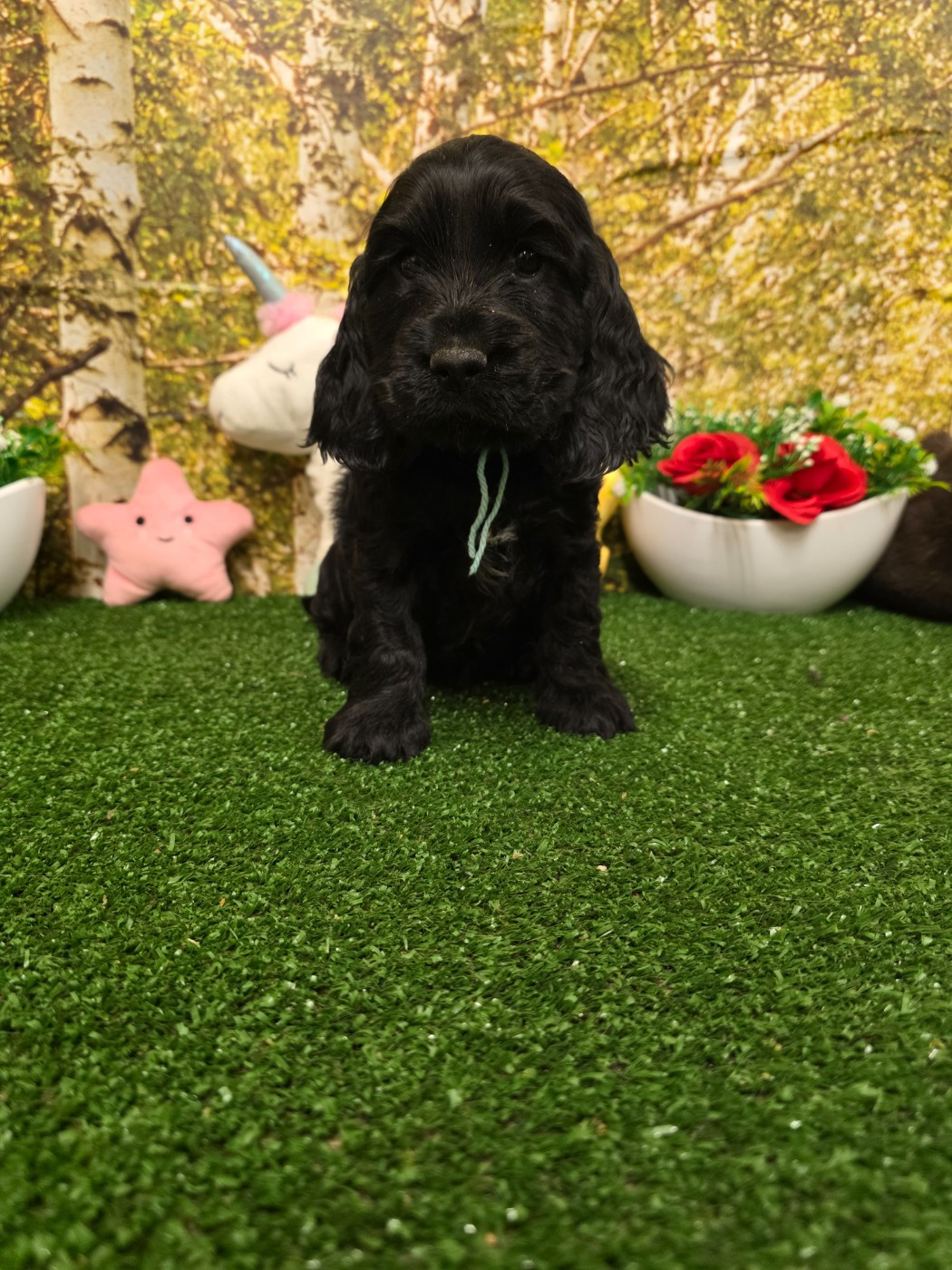 du domaine de Std Gladyce - Chiots disponibles - Cocker Spaniel Anglais