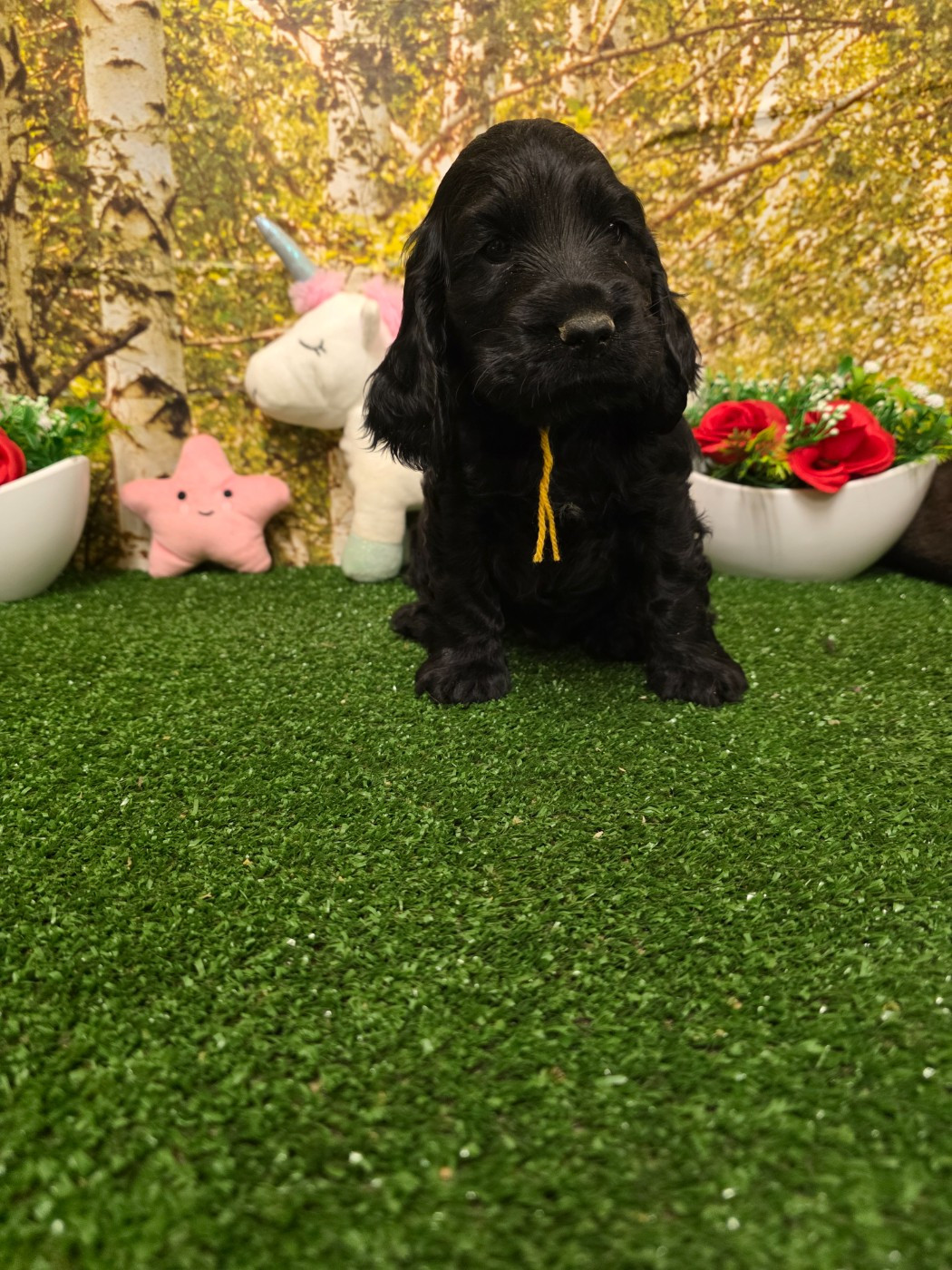 du domaine de Std Gladyce - Chiots disponibles - Cocker Spaniel Anglais
