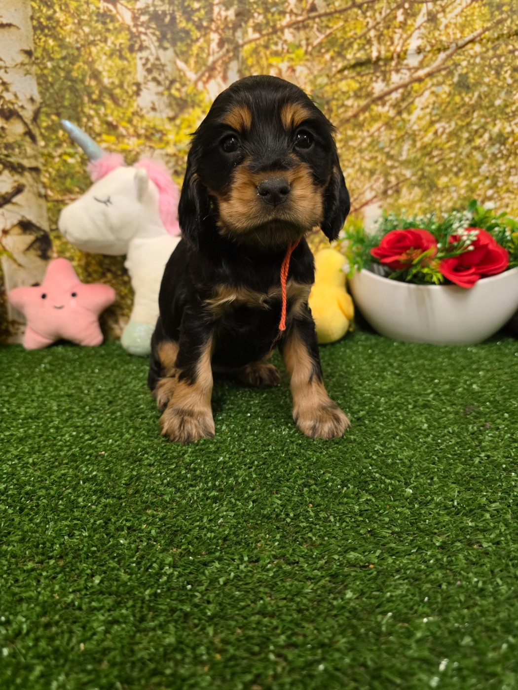 du domaine de Std Gladyce - Chiots disponibles - Cocker Spaniel Anglais