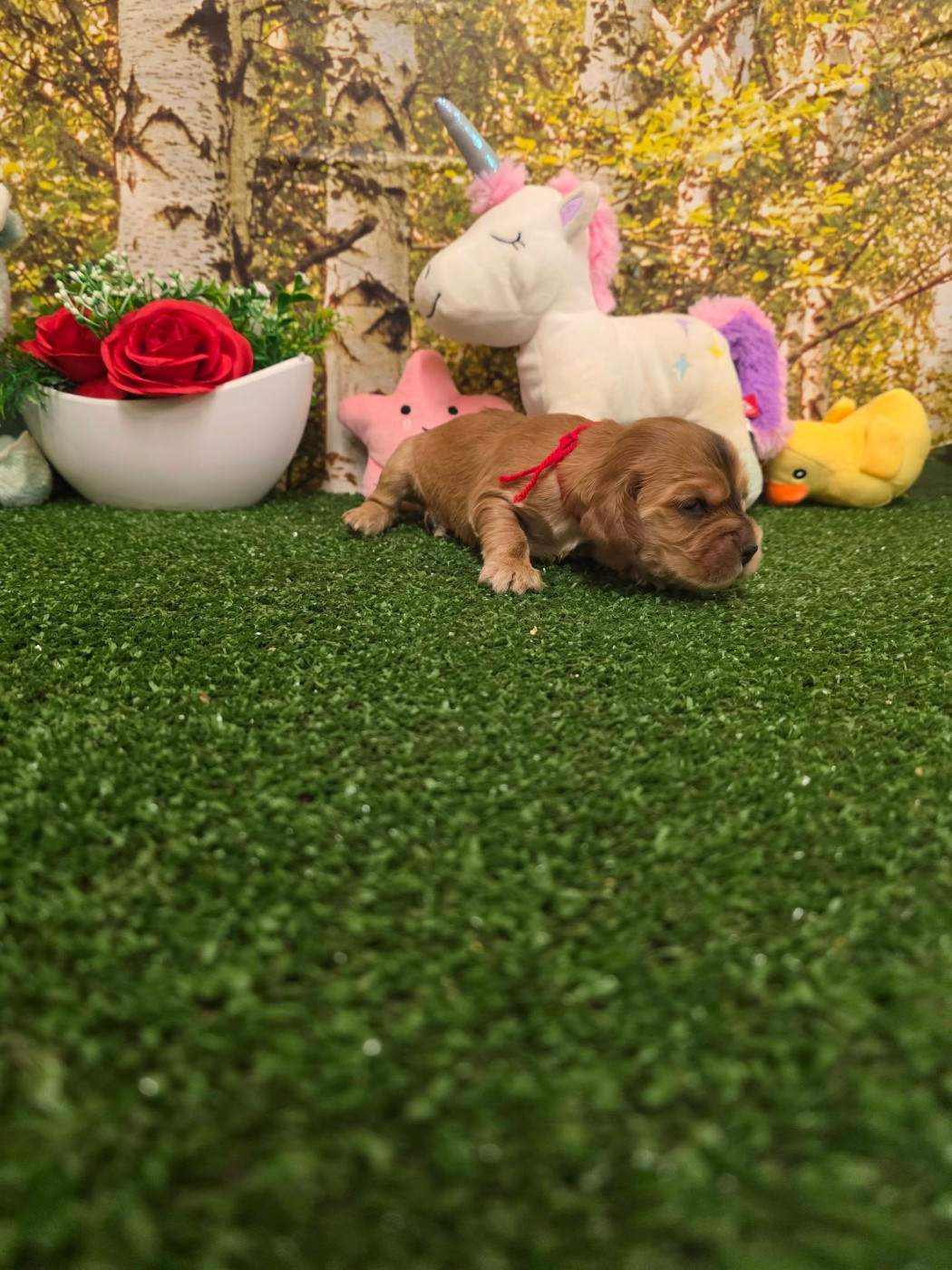 du domaine de Std Gladyce - Chiots disponibles - Cocker Spaniel Anglais