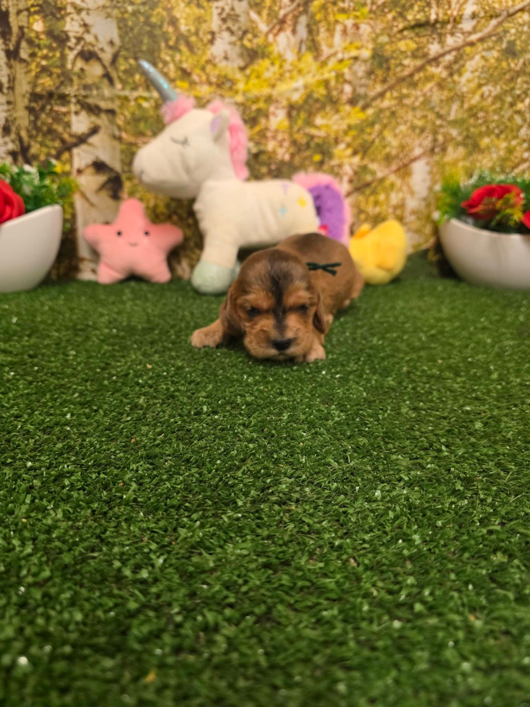 du domaine de Std Gladyce - Chiots disponibles - Cocker Spaniel Anglais