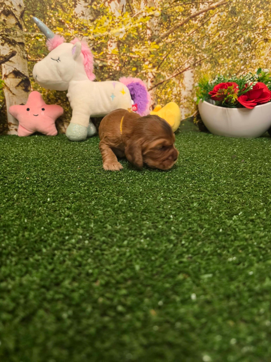 du domaine de Std Gladyce - Chiots disponibles - Cocker Spaniel Anglais