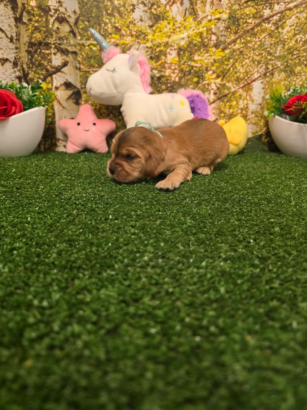 du domaine de Std Gladyce - Chiots disponibles - Cocker Spaniel Anglais