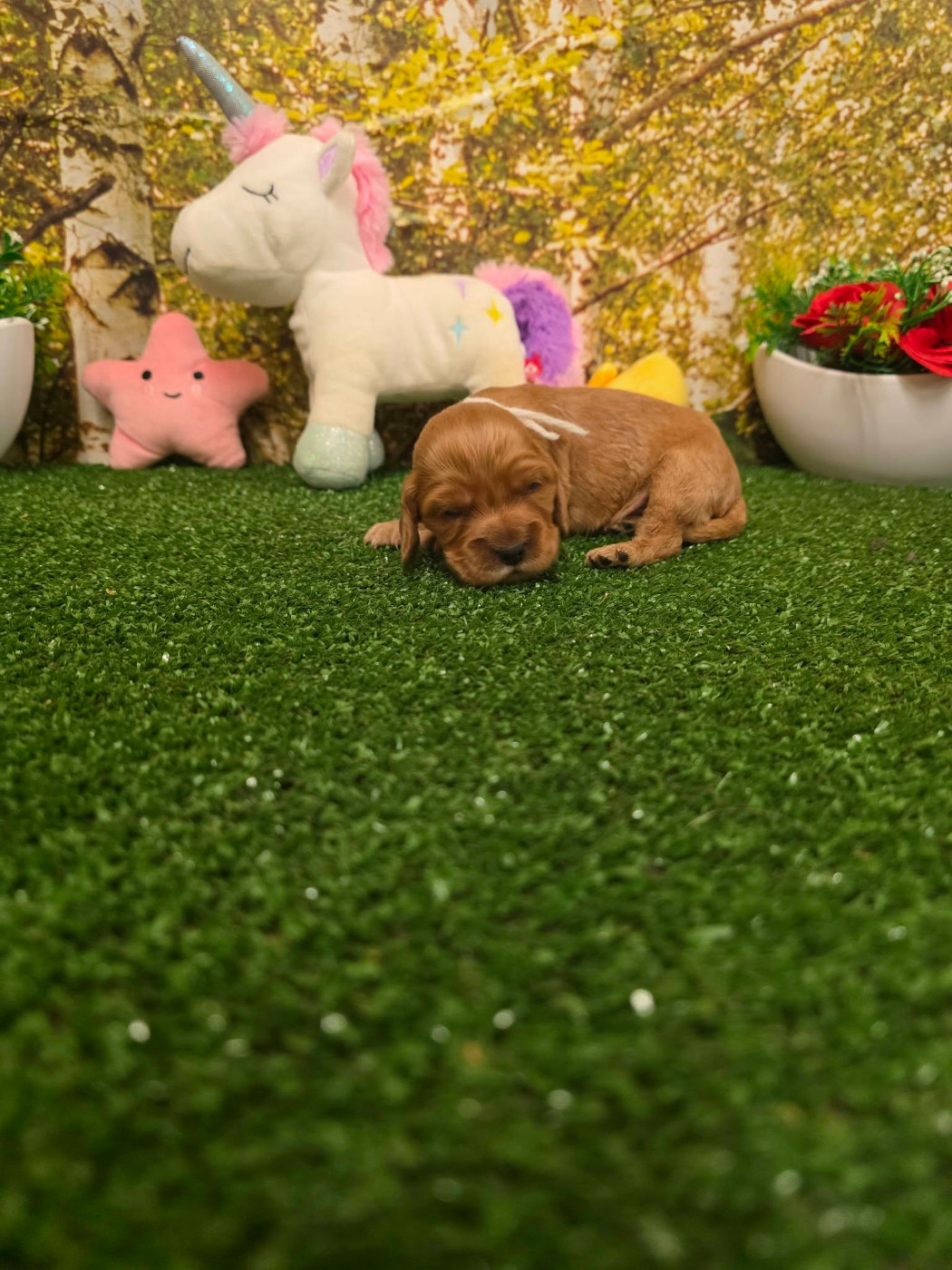 du domaine de Std Gladyce - Chiots disponibles - Cocker Spaniel Anglais