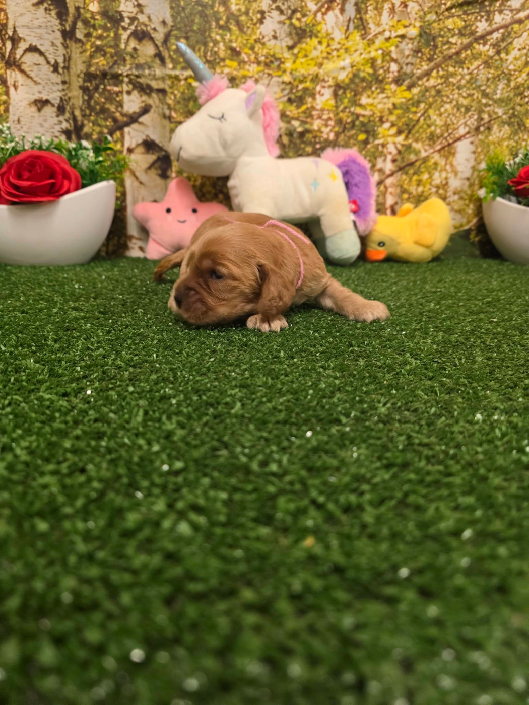 du domaine de Std Gladyce - Chiots disponibles - Cocker Spaniel Anglais