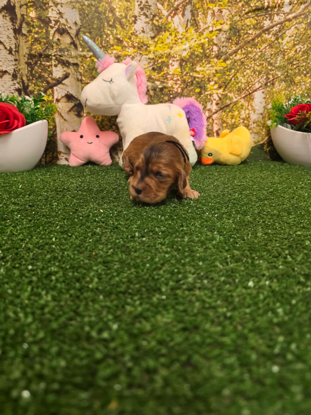 du domaine de Std Gladyce - Chiots disponibles - Cocker Spaniel Anglais