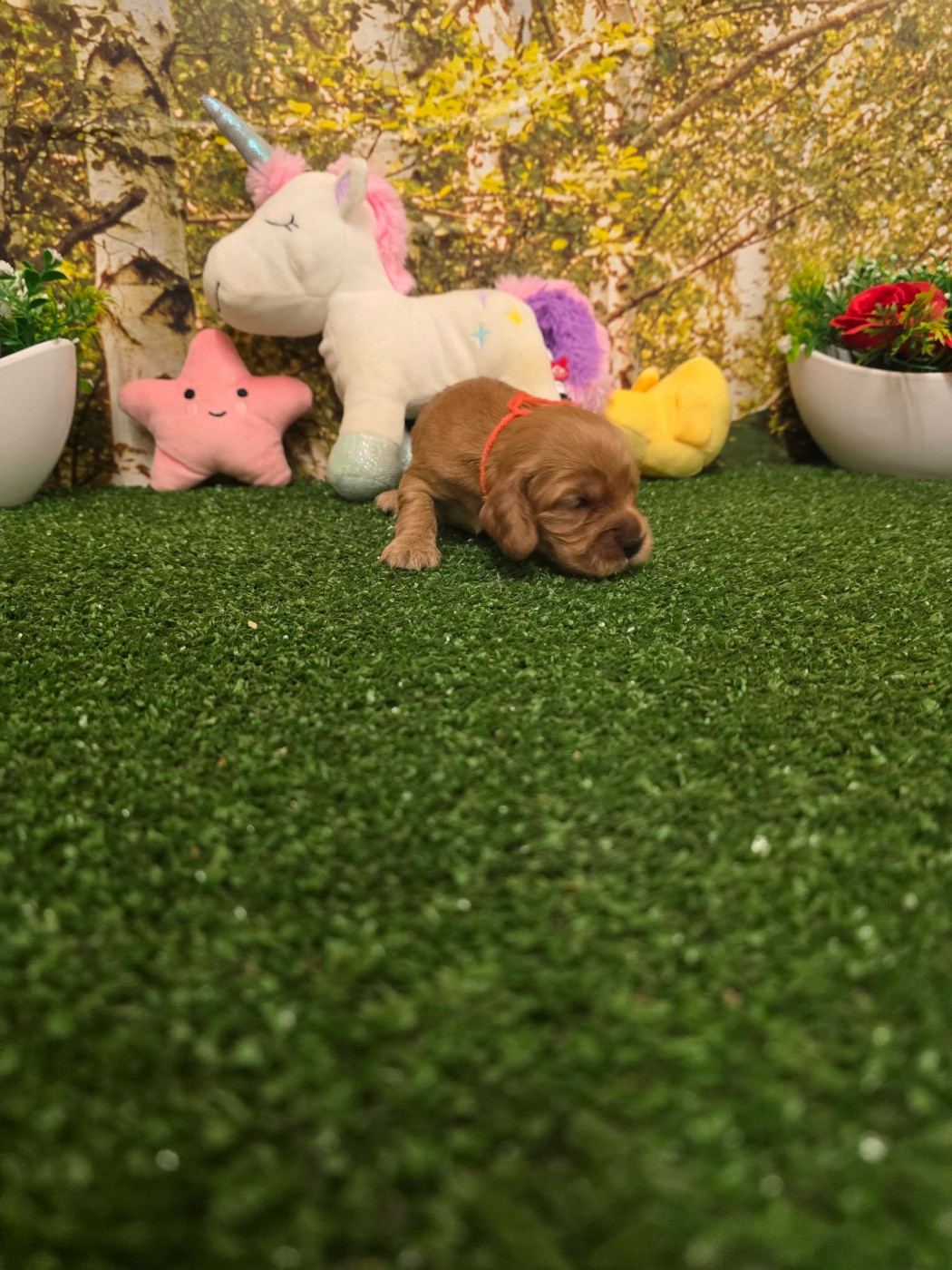 du domaine de Std Gladyce - Chiots disponibles - Cocker Spaniel Anglais