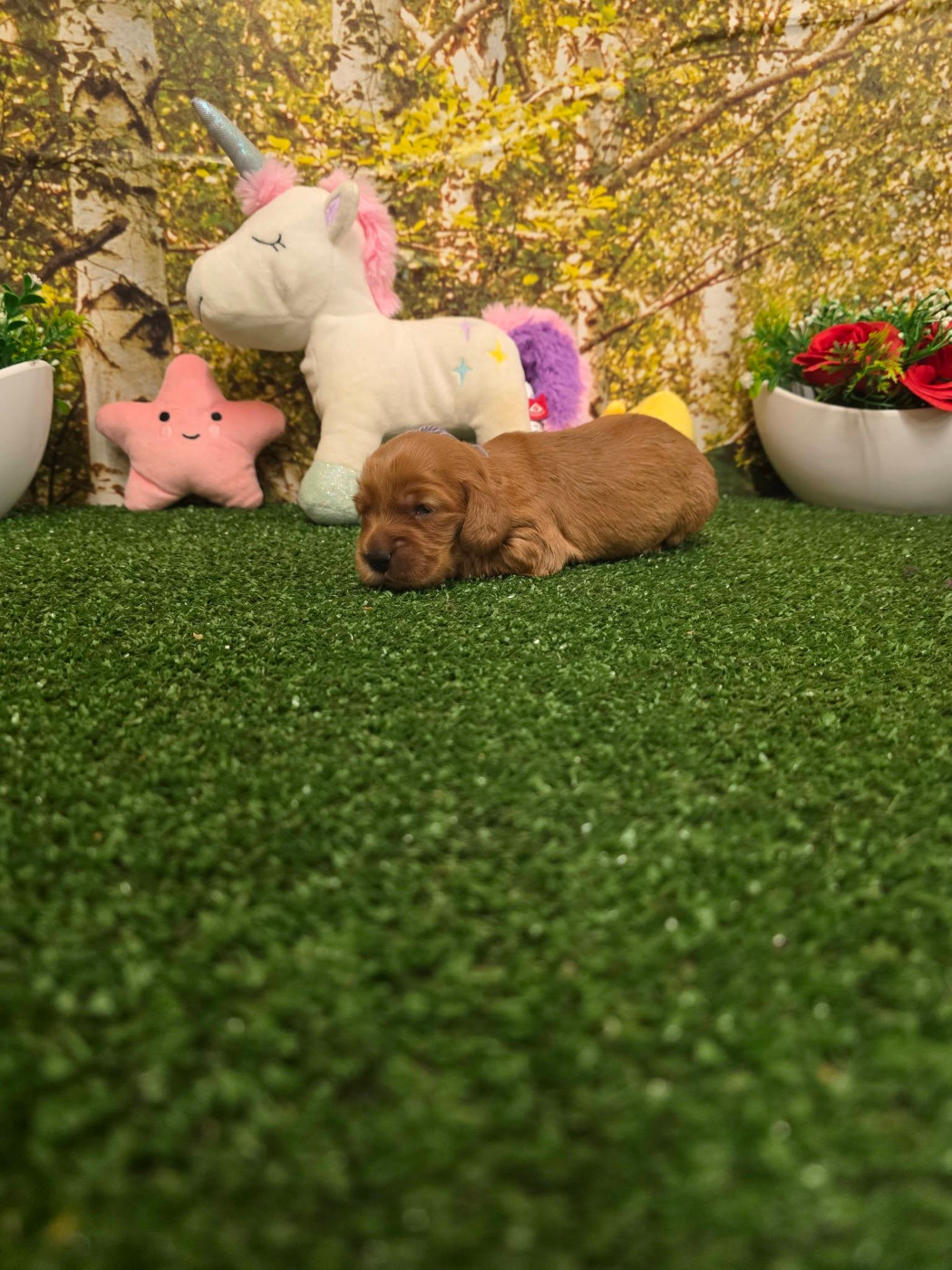 du domaine de Std Gladyce - Chiots disponibles - Cocker Spaniel Anglais