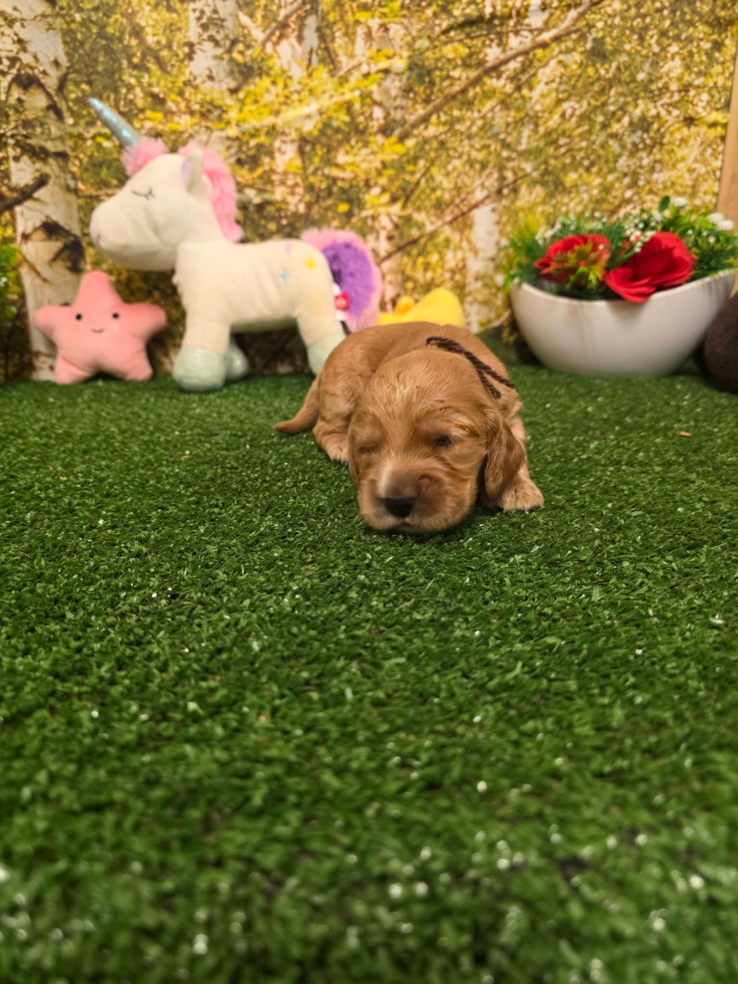 du domaine de Std Gladyce - Chiots disponibles - Cocker Spaniel Anglais
