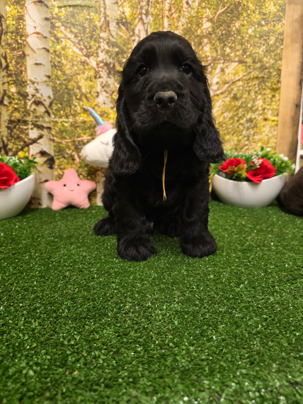 du domaine de Std Gladyce - Chiots disponibles - Cocker Spaniel Anglais