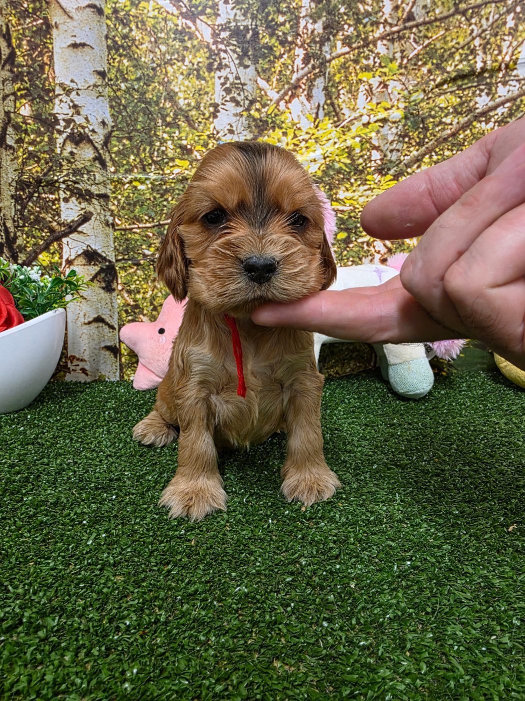 du domaine de Std Gladyce - Chiots disponibles - Cocker Spaniel Anglais