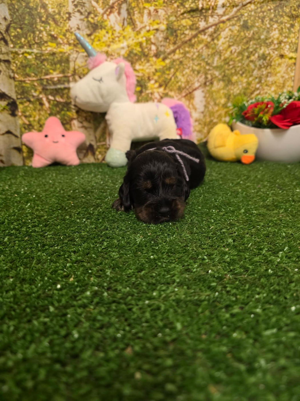 du domaine de Std Gladyce - Chiots disponibles - Cocker Spaniel Anglais