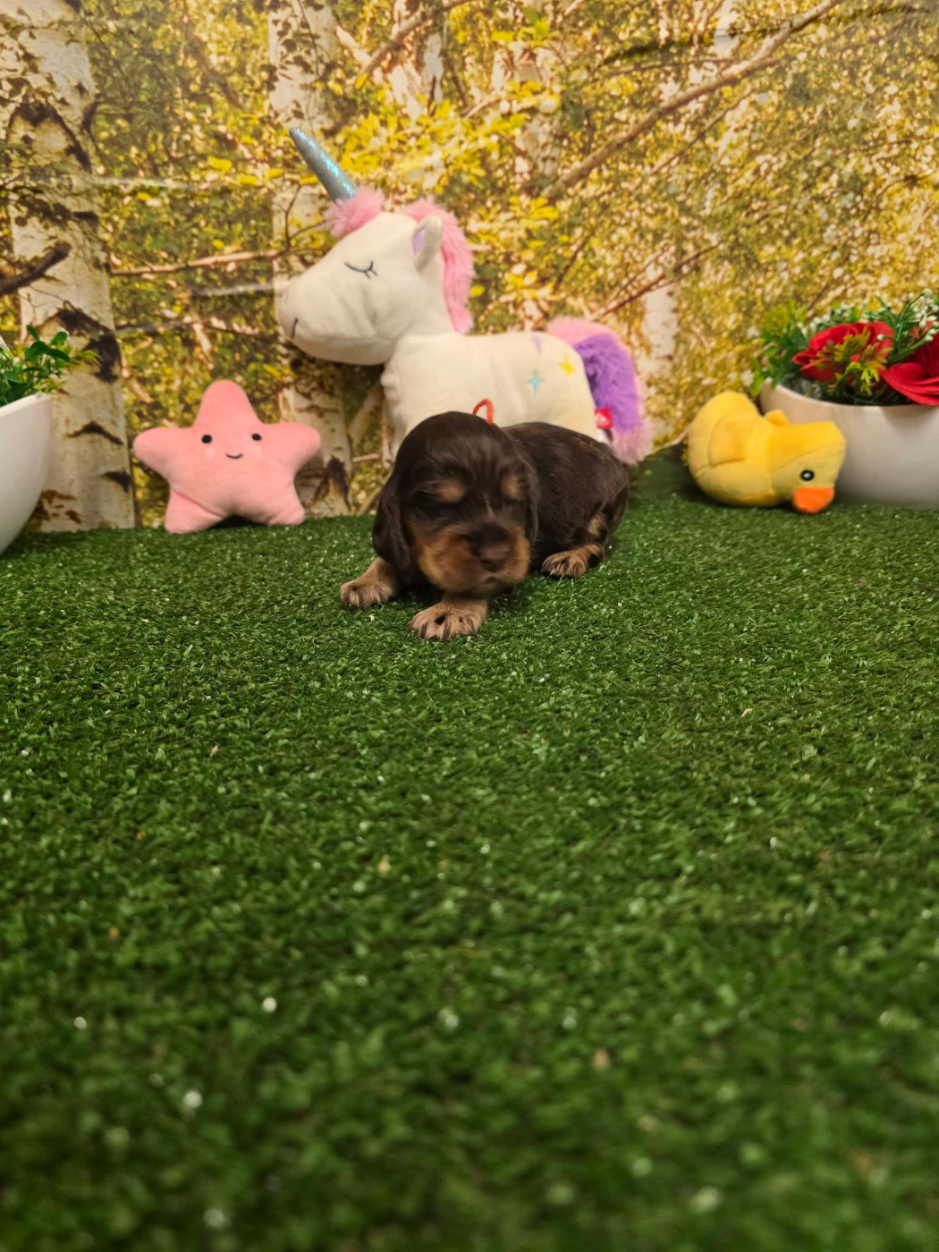du domaine de Std Gladyce - Chiots disponibles - Cocker Spaniel Anglais