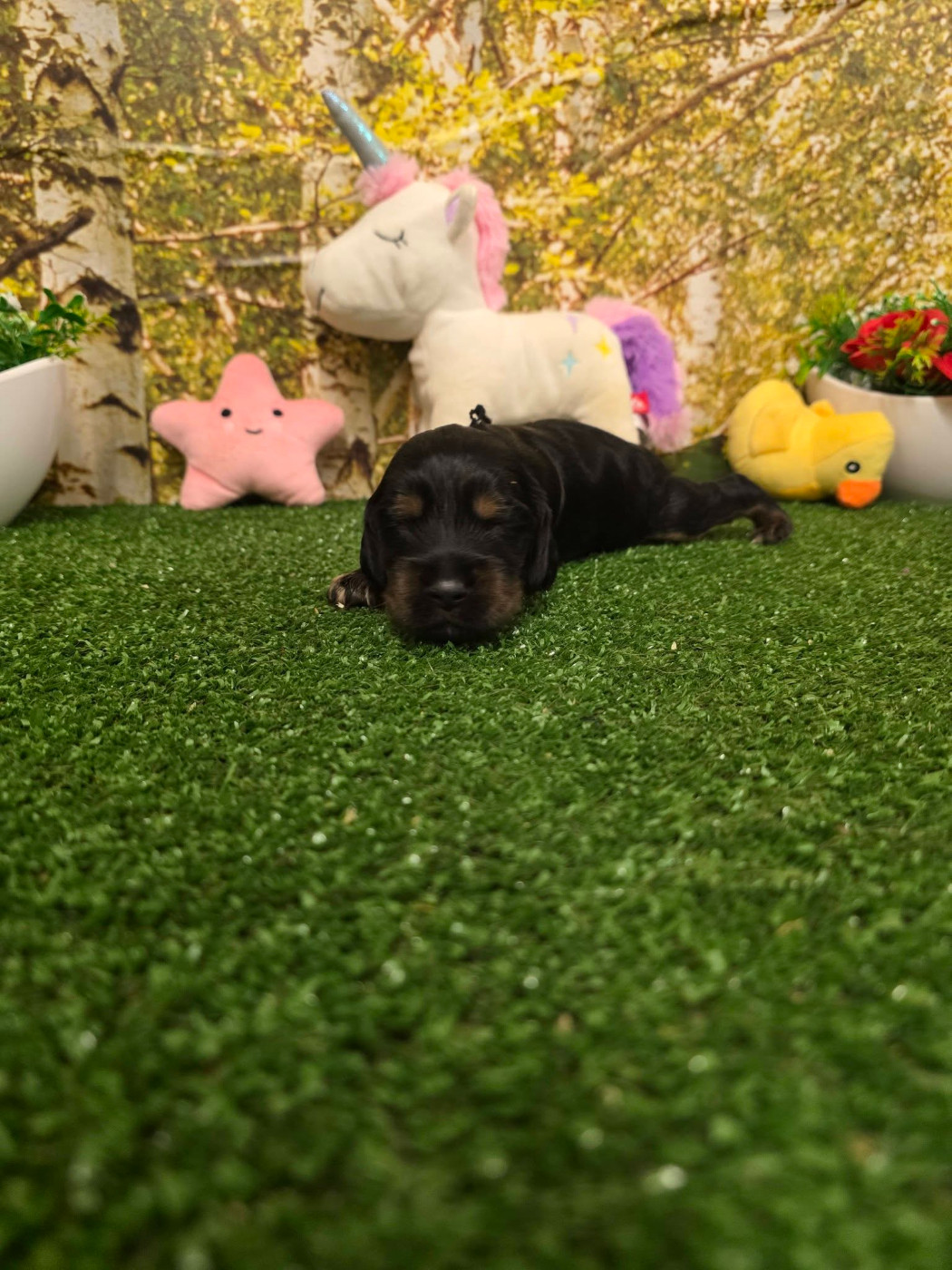 du domaine de Std Gladyce - Chiots disponibles - Cocker Spaniel Anglais
