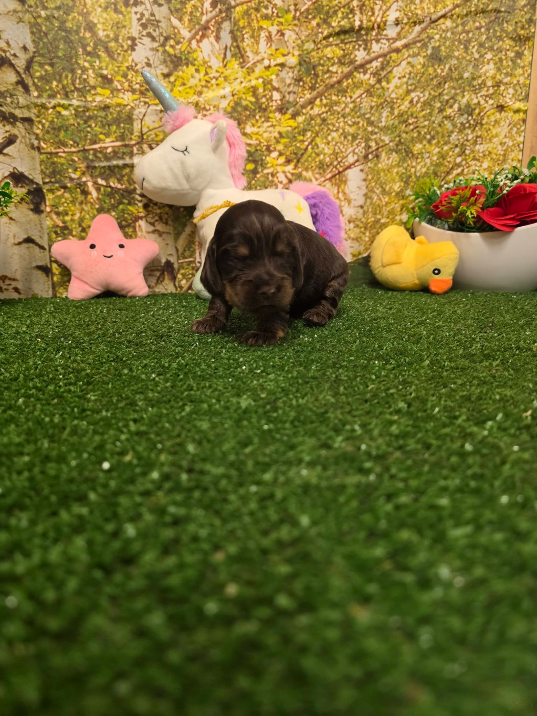 du domaine de Std Gladyce - Chiots disponibles - Cocker Spaniel Anglais