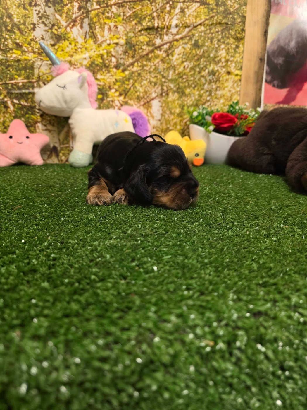 du domaine de Std Gladyce - Chiots disponibles - Cocker Spaniel Anglais
