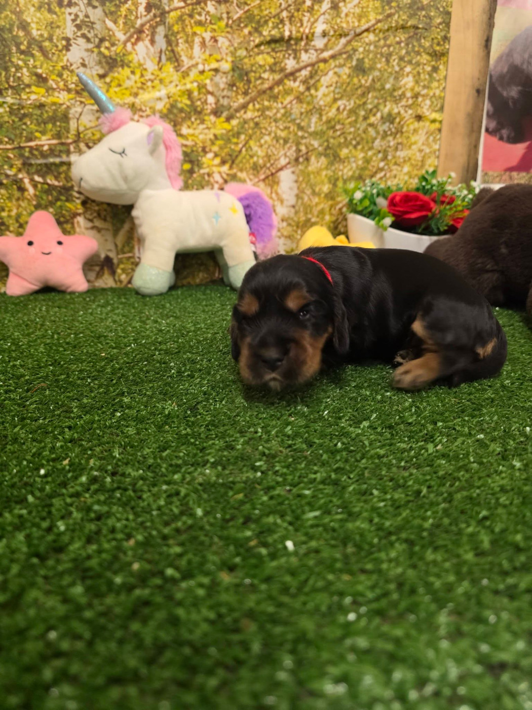 du domaine de Std Gladyce - Chiots disponibles - Cocker Spaniel Anglais