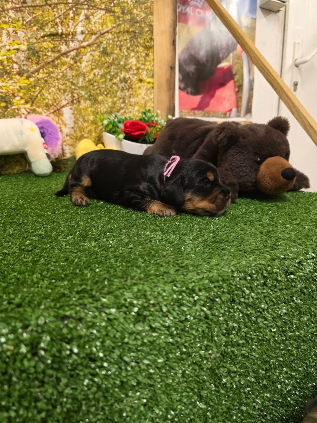 du domaine de Std Gladyce - Chiots disponibles - Cocker Spaniel Anglais