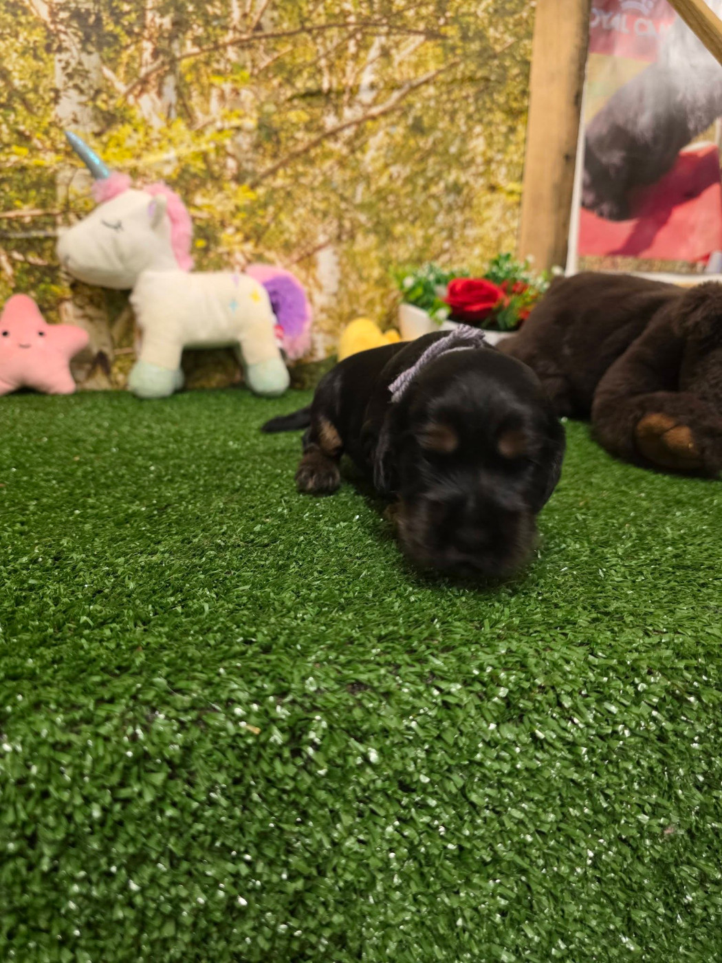 du domaine de Std Gladyce - Chiots disponibles - Cocker Spaniel Anglais