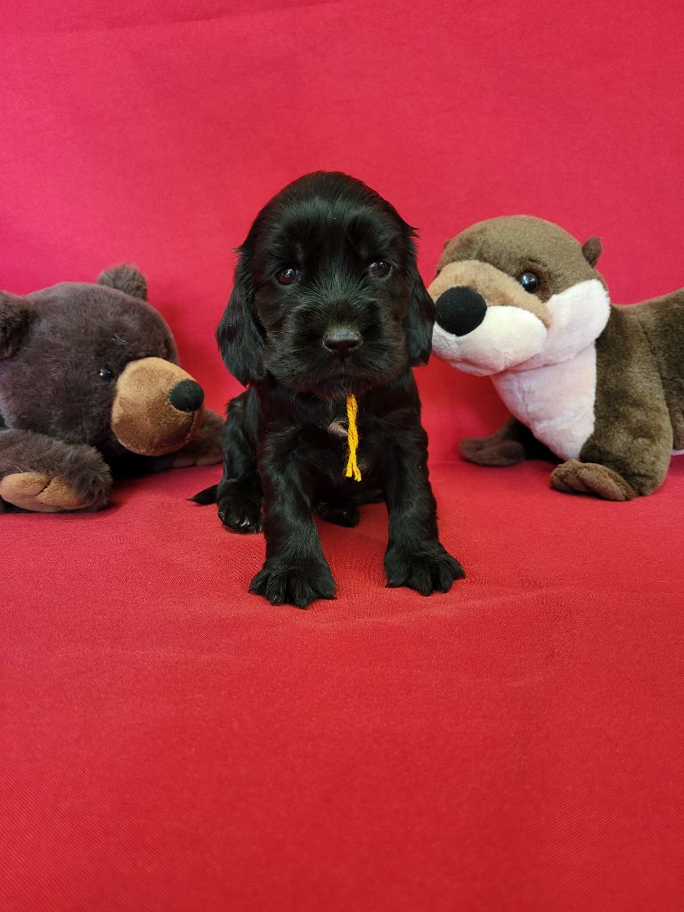 du domaine de Std Gladyce - Chiots disponibles - Cocker Spaniel Anglais