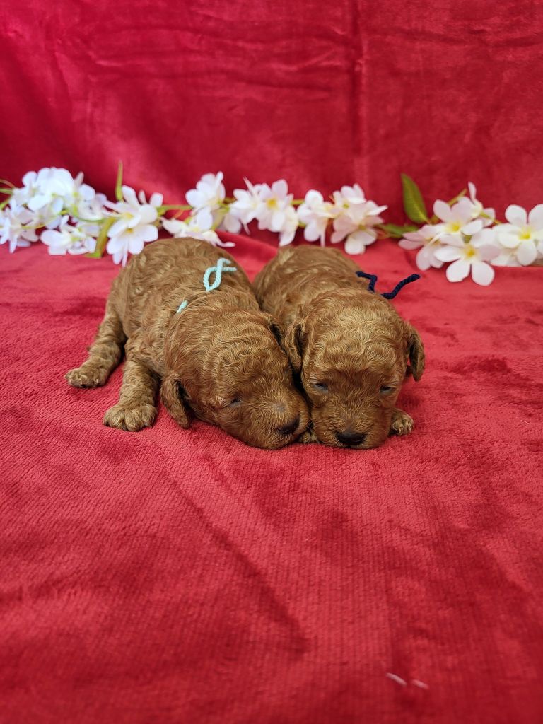 Chiot Caniche du domaine de Std Gladyce