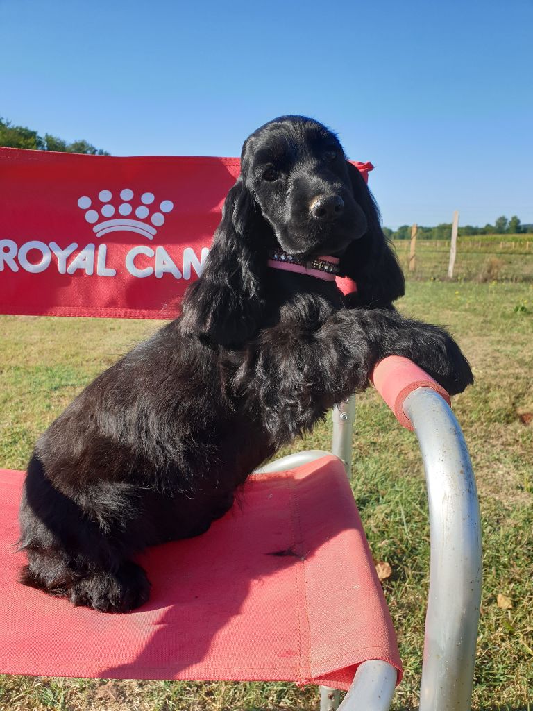 Chiot Cocker Spaniel Anglais du domaine de Std Gladyce