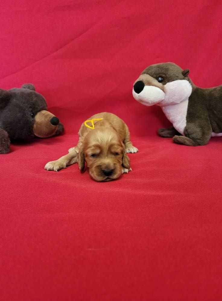 du domaine de Std Gladyce - Chiots disponibles - Cocker Spaniel Anglais