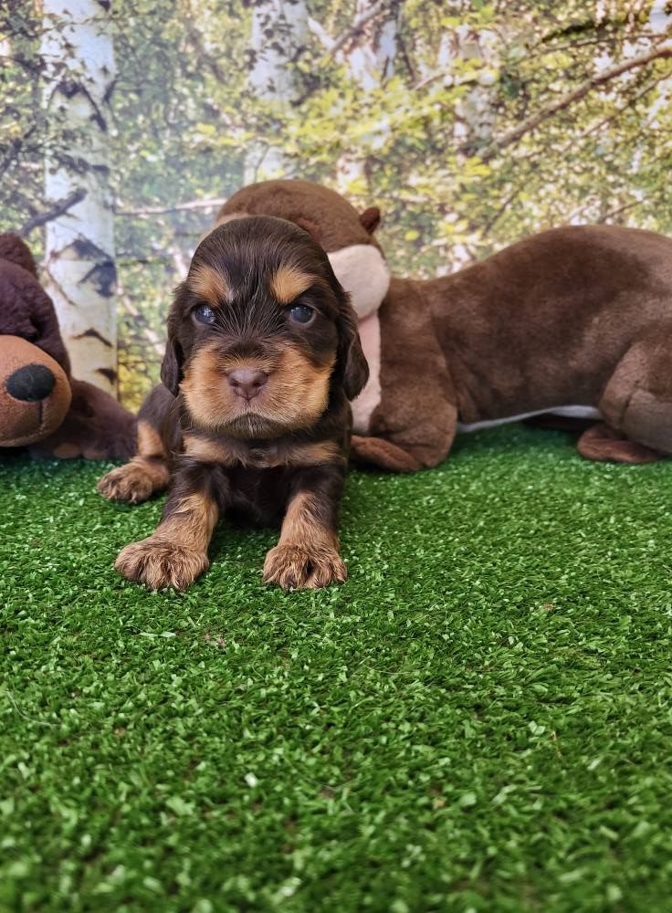 du domaine de Std Gladyce - Chiots disponibles - Cocker Spaniel Anglais