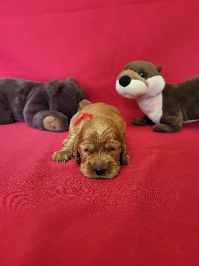 du domaine de Std Gladyce - Chiots disponibles - Cocker Spaniel Anglais