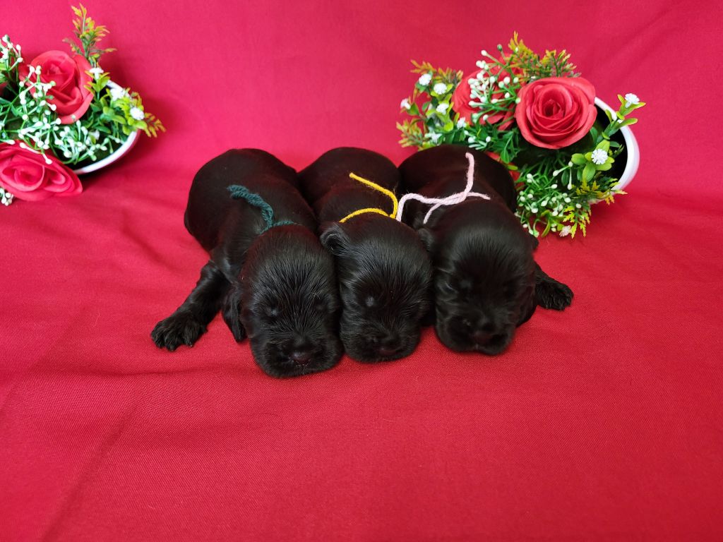 du domaine de Std Gladyce - Chiots disponibles - Cocker Spaniel Anglais