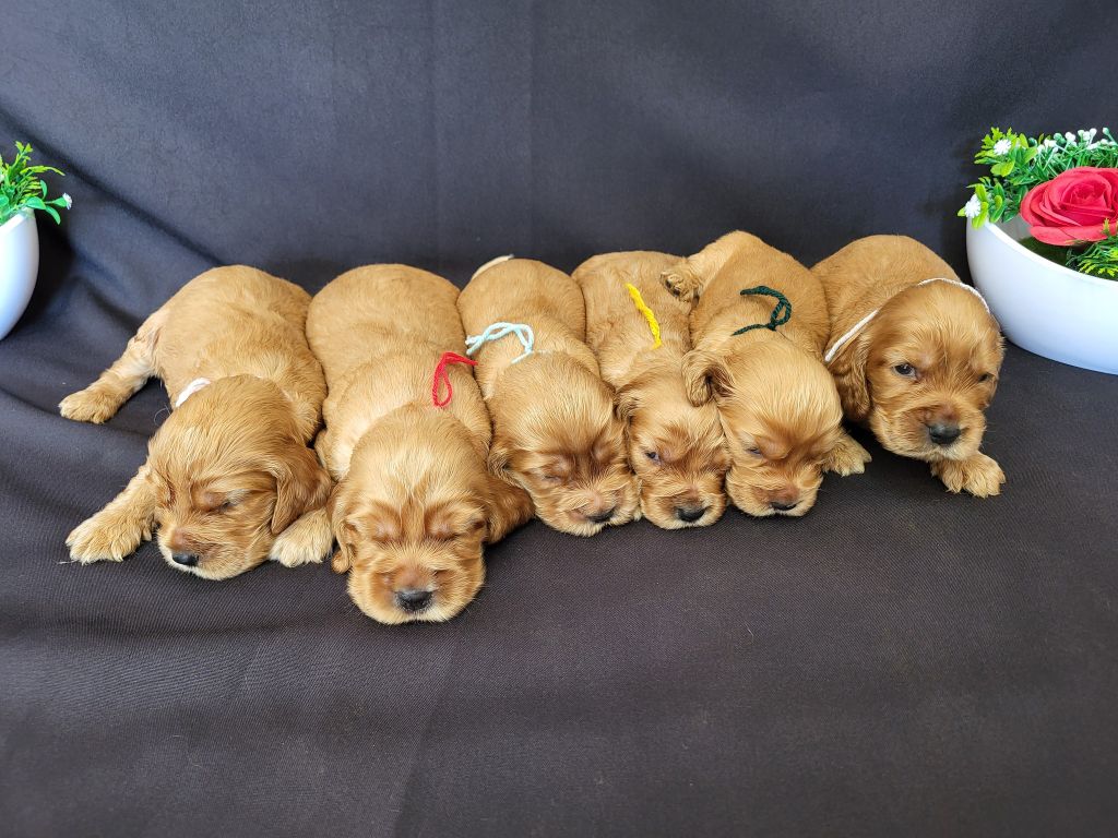 du domaine de Std Gladyce - Chiots disponibles - Cocker Spaniel Anglais